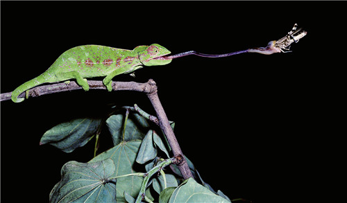 1587350286991329.jpg 變色龍舌頭抓取.jpg